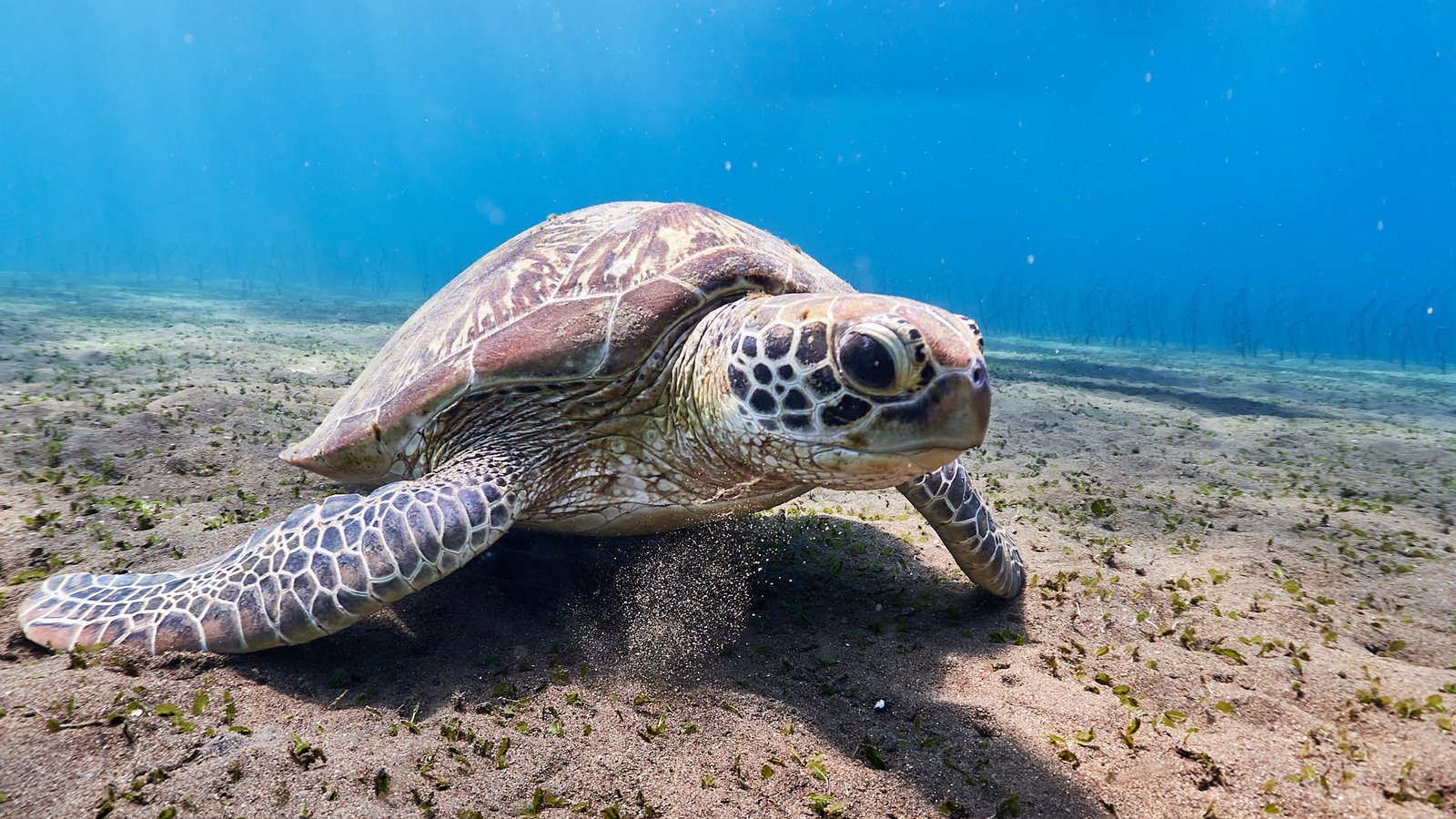 Turtle in Bunutan dive site
