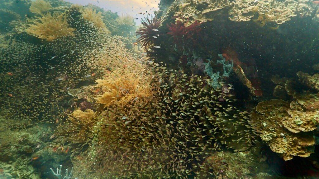 Diving in Amed Wall, Bali