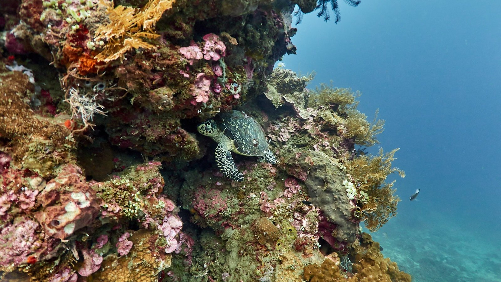 Diving in Amed Wall, Bali