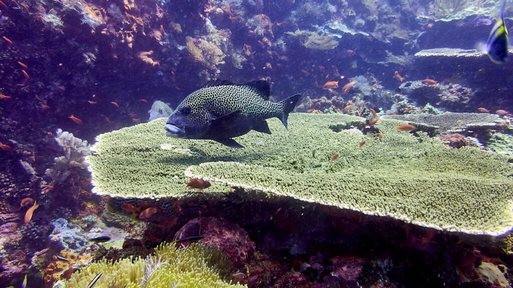 Diving in Komodo