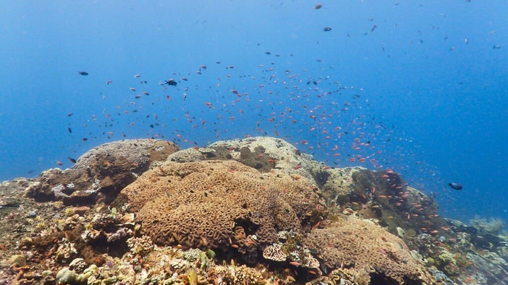 Diving in Kubu Reef, Bali