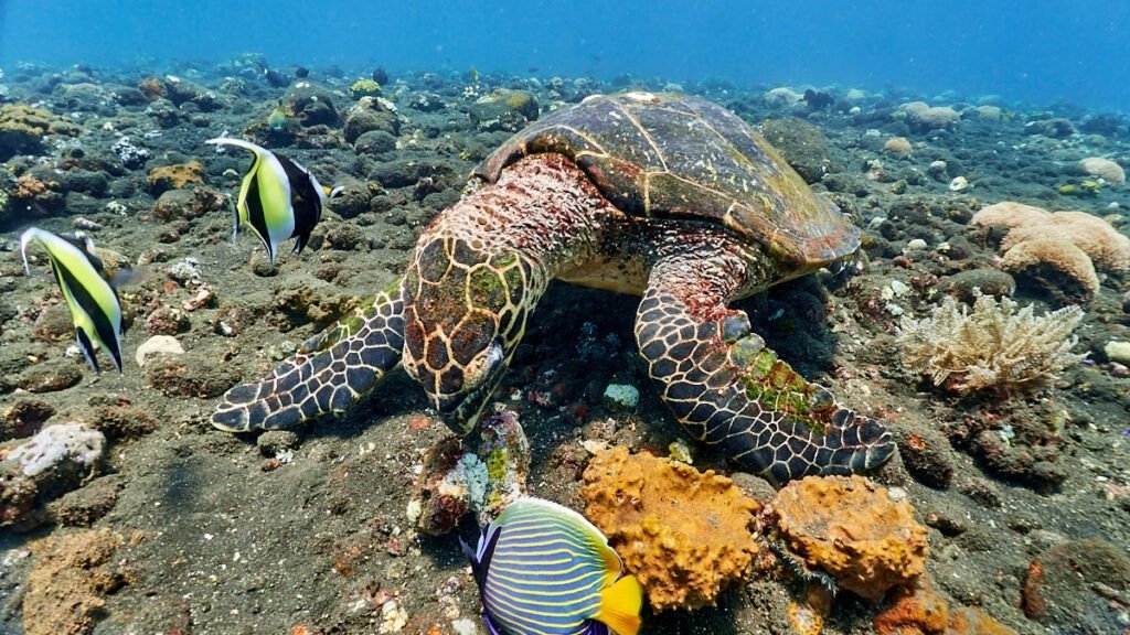 Diving in Kubu Reef, Bali