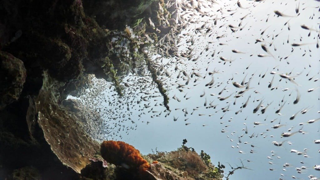 Dive site Lian in Amed, Bali