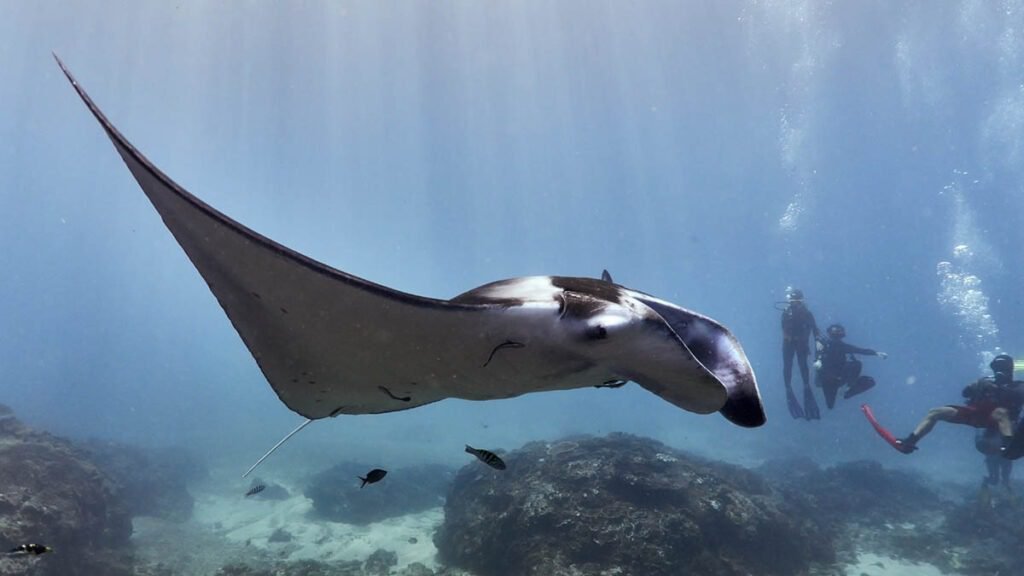 Diving in Nusa Penida with manta ray