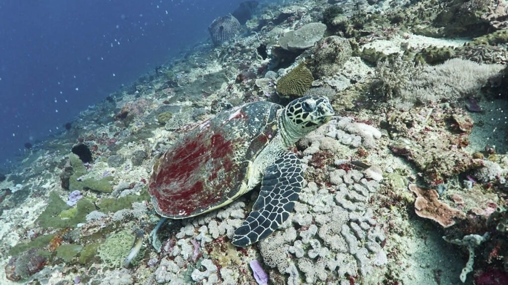 Diving in Nusa Penida