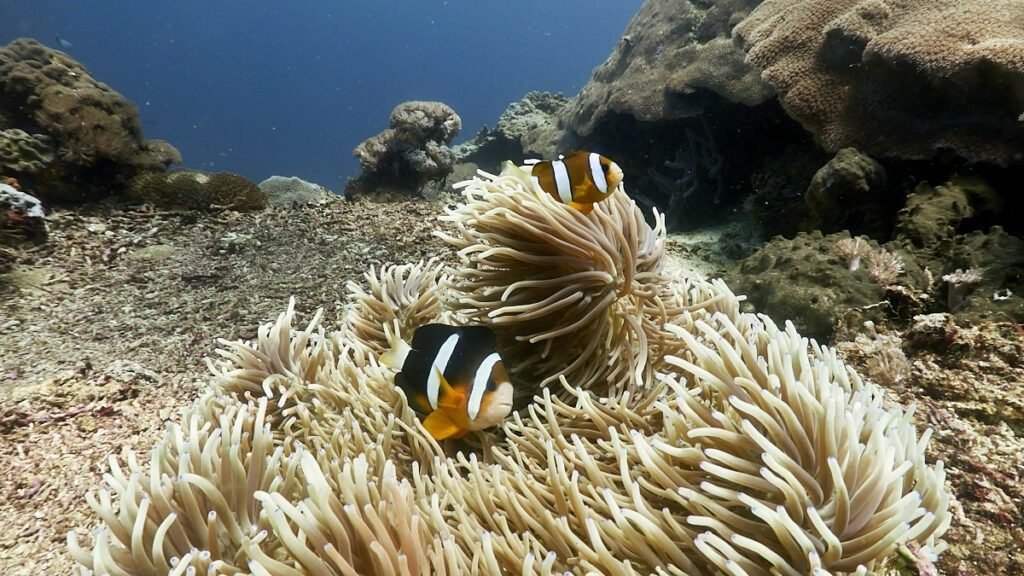 Diving in Nusa Penida