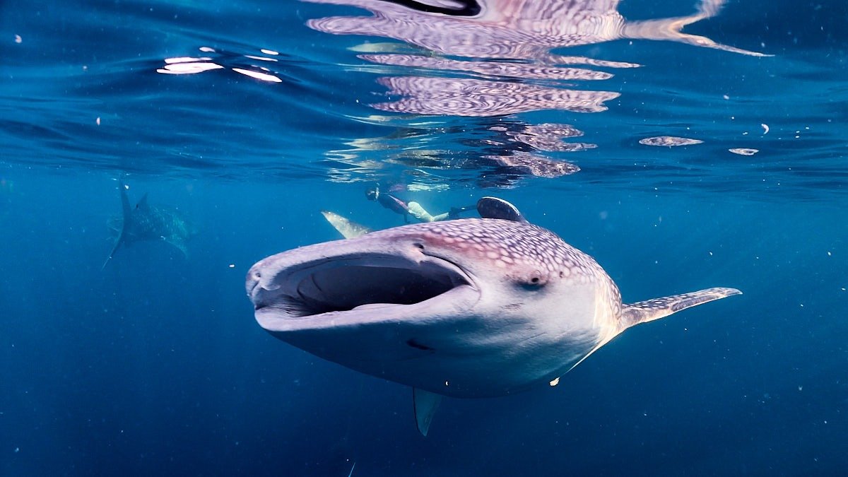 Dive Adventure on Moyo Island: Exploring Underwater Wonders and Whale Sharks