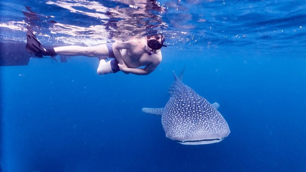Swiming with whale shark