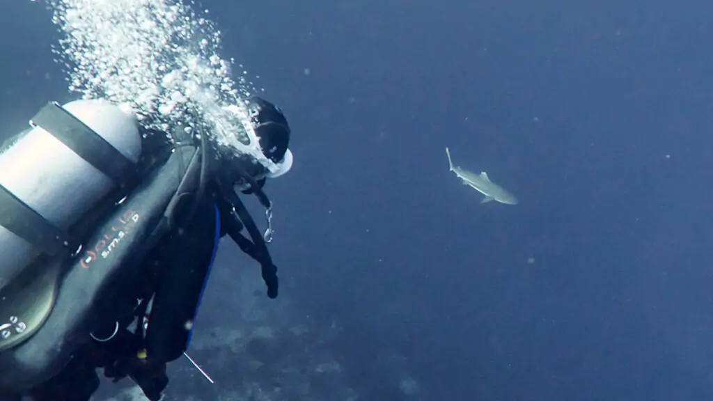 Blacktip reef shark