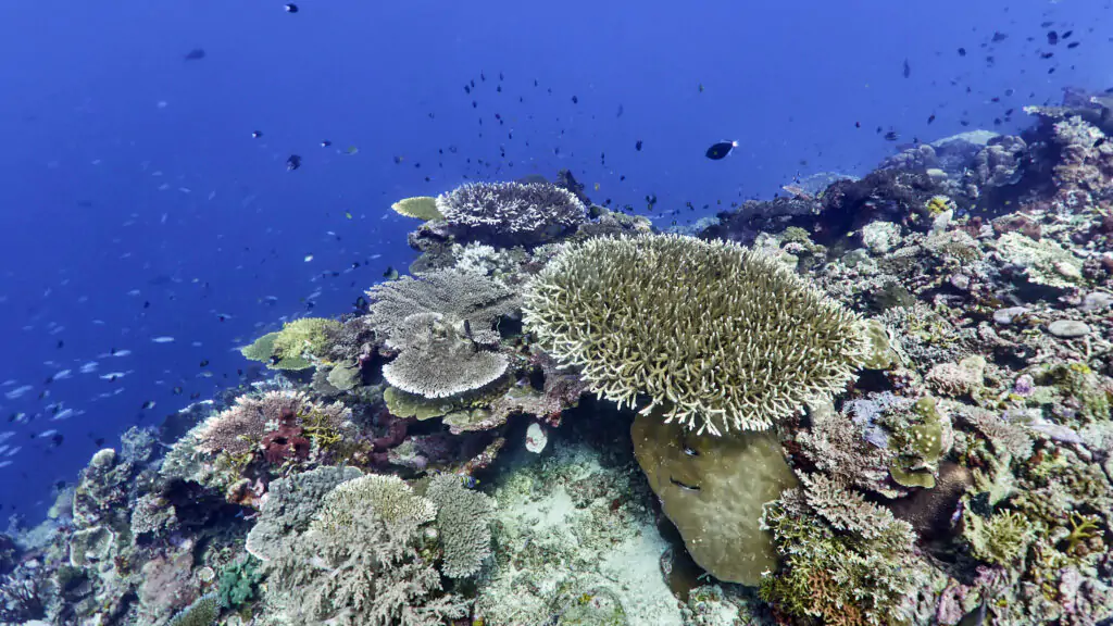 Coral reef Takat sagele