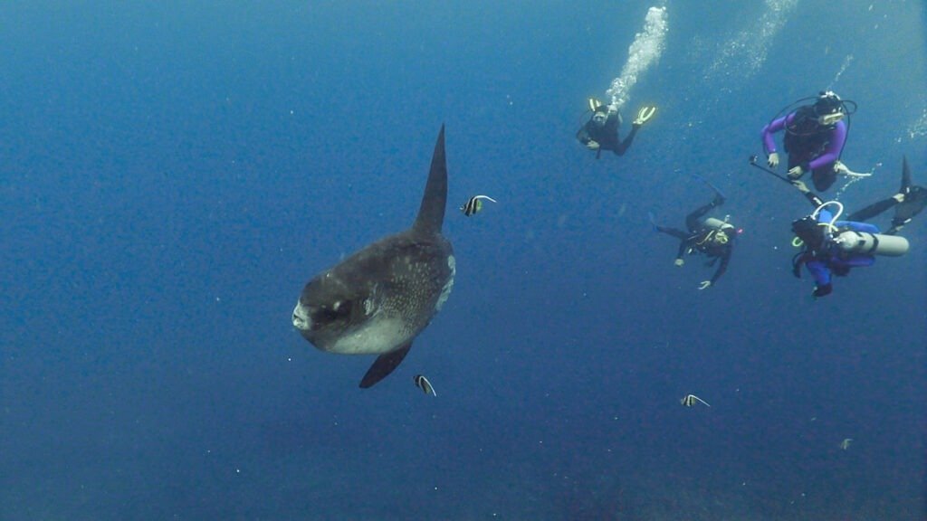 Diving with Mola mola (sunfish) in Crystal Bay