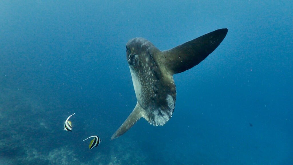 Mola mola (sunfish) in Crystal Bay