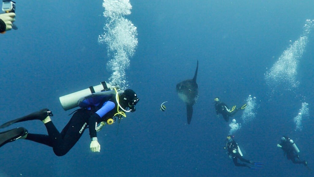 Diving with Mola mola (sunfish) in Crystal Bay