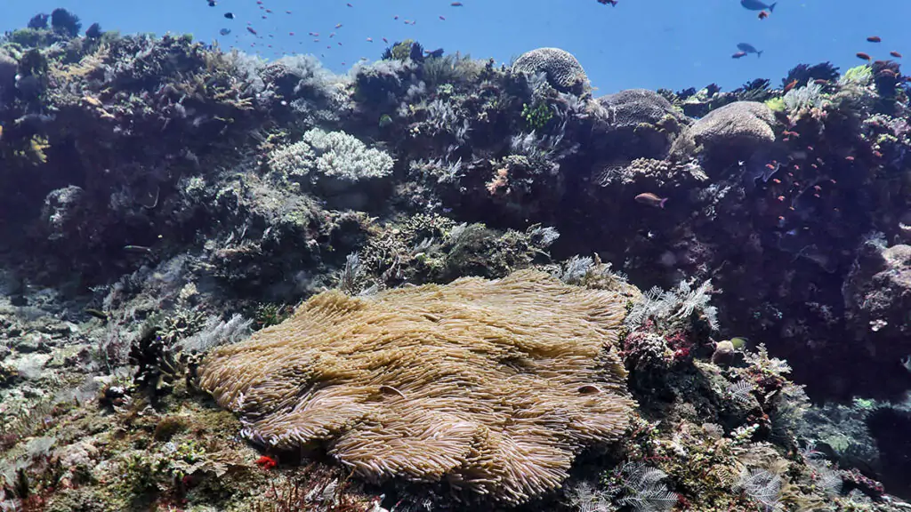 Diving in Gili Selang, Amed, Bali