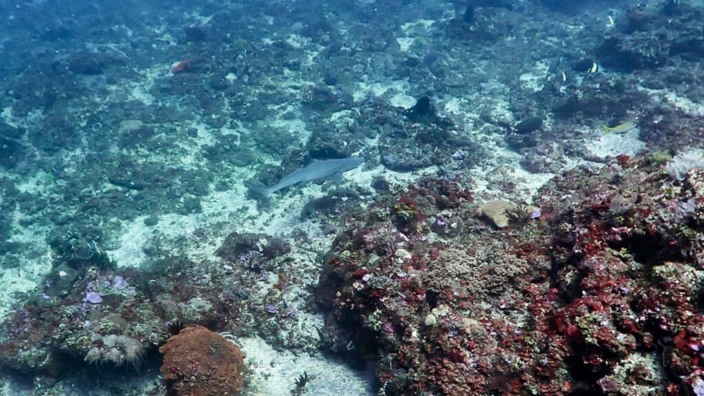 White tip reef shark in Gili Selang