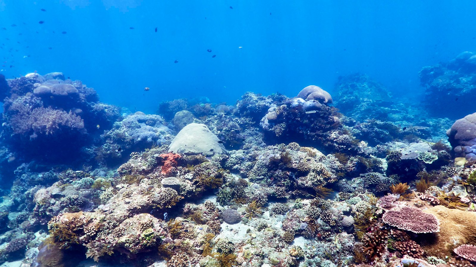 Coral reef in Gili Selang
