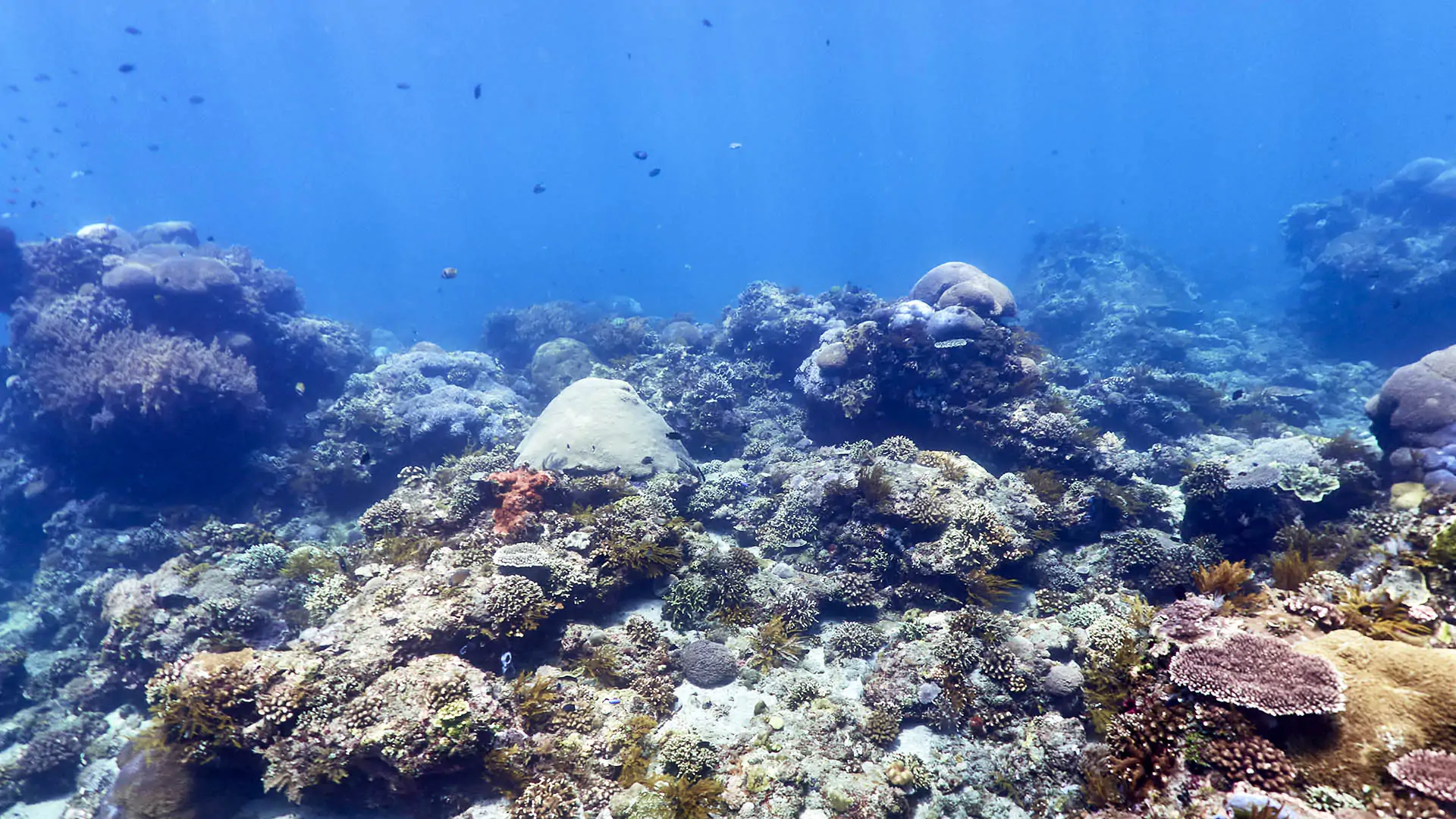 Coral reef in Gili Selang