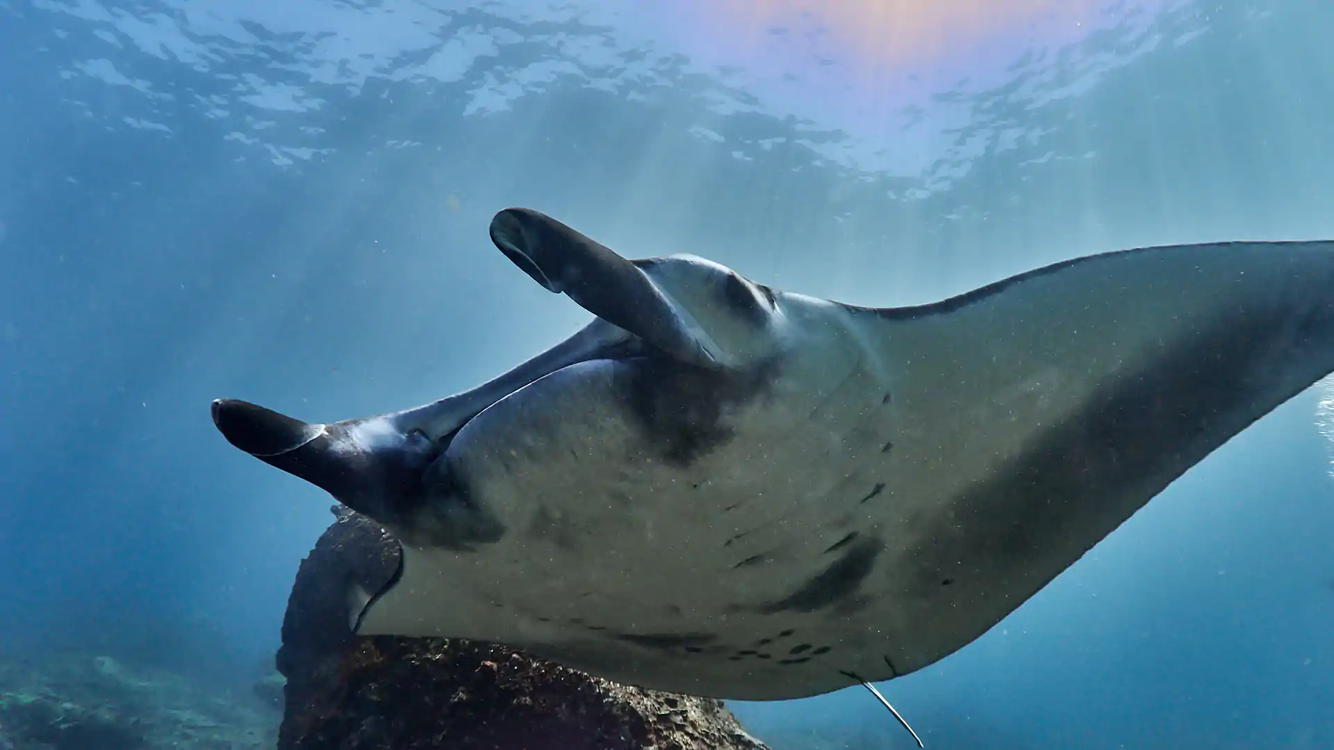 Diving in Manta Point, Nusa Penida