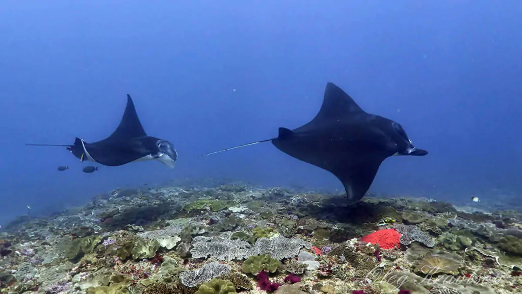 Manta rays