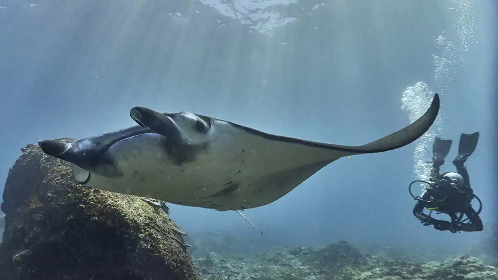 Diving in Manta Point, Nusa Penida