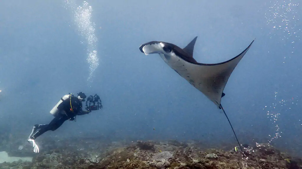 Diving in Manta Point, Nusa Penida