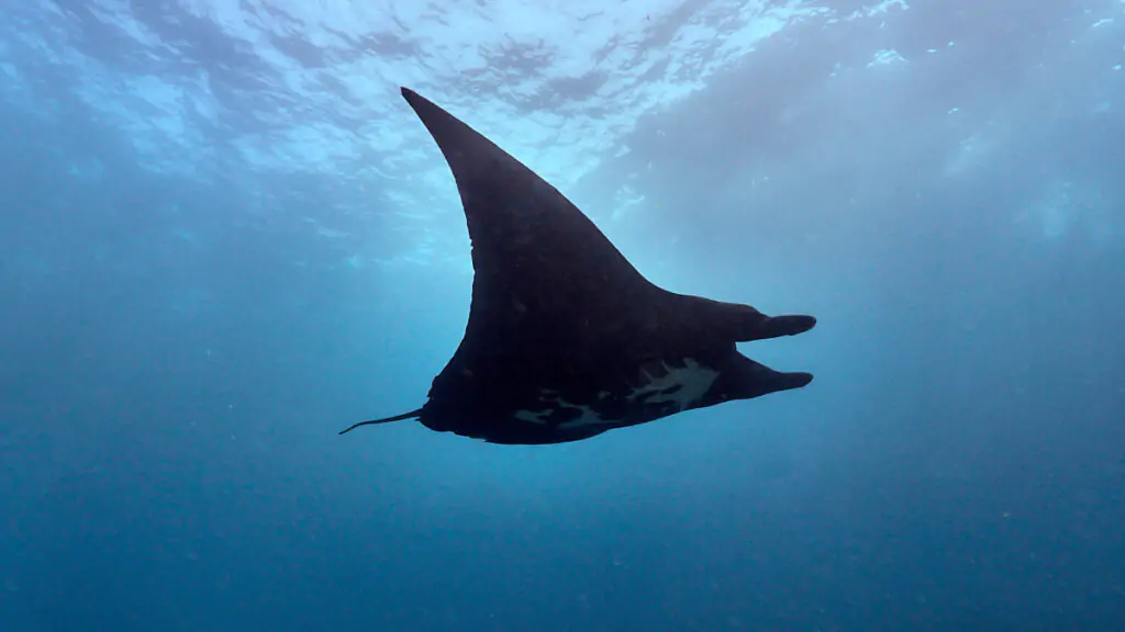 Black Manta ray