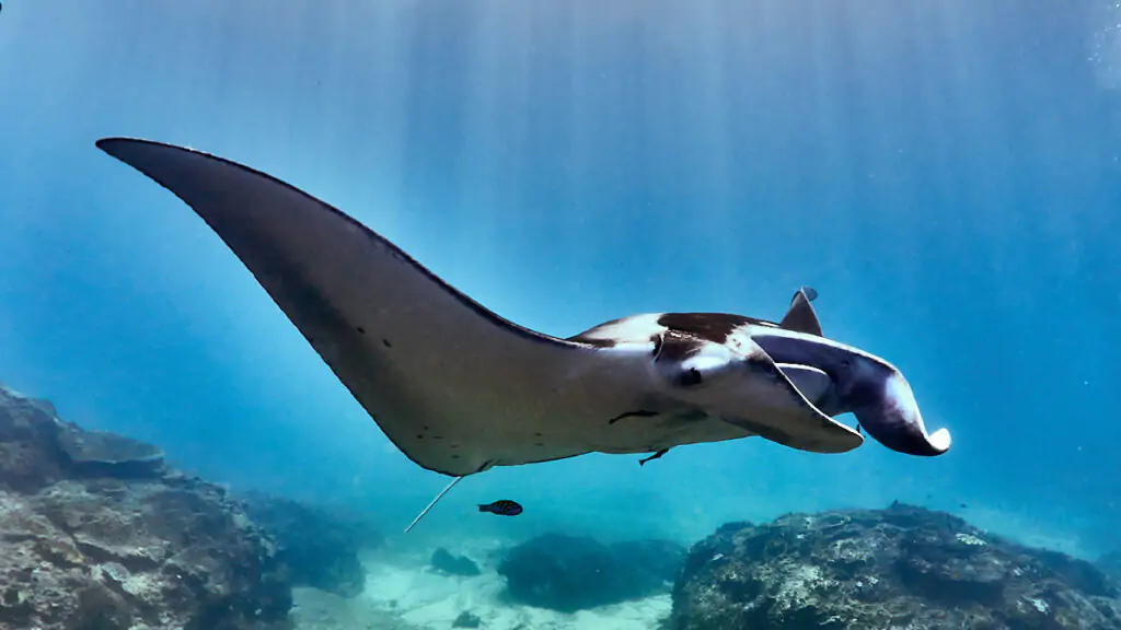 Manta ray