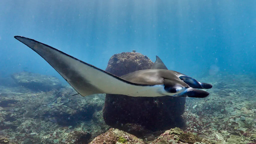 Manta ray
