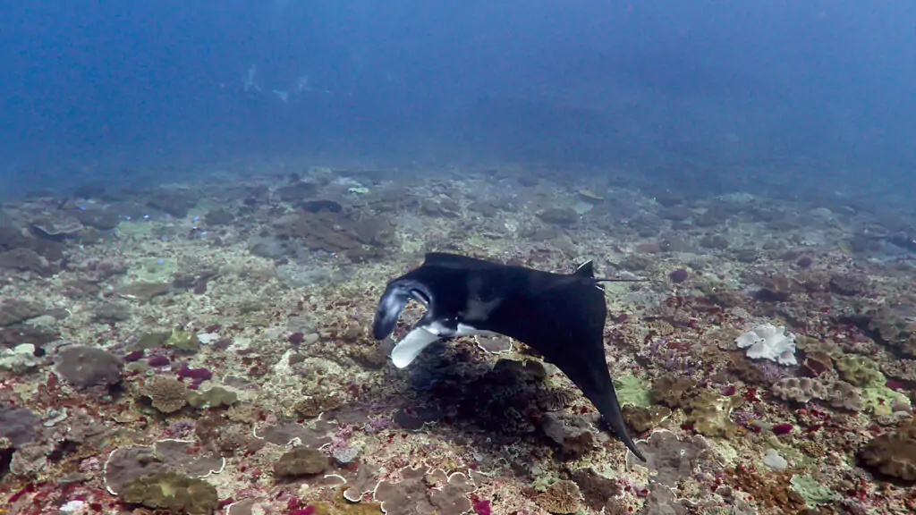 Manta ray
