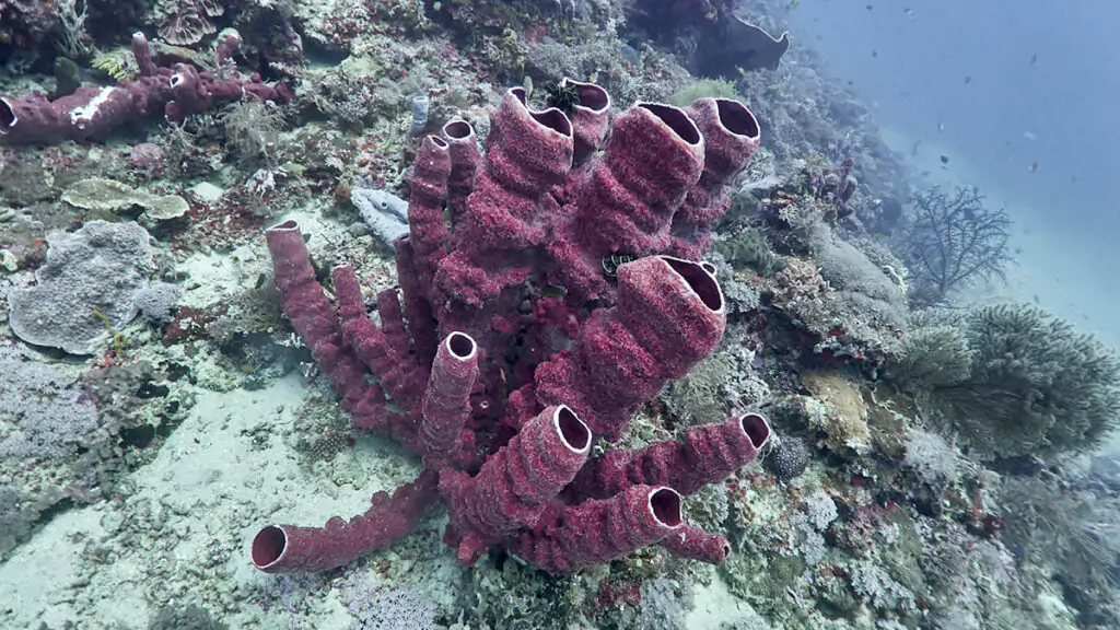 Diving in Medang Island