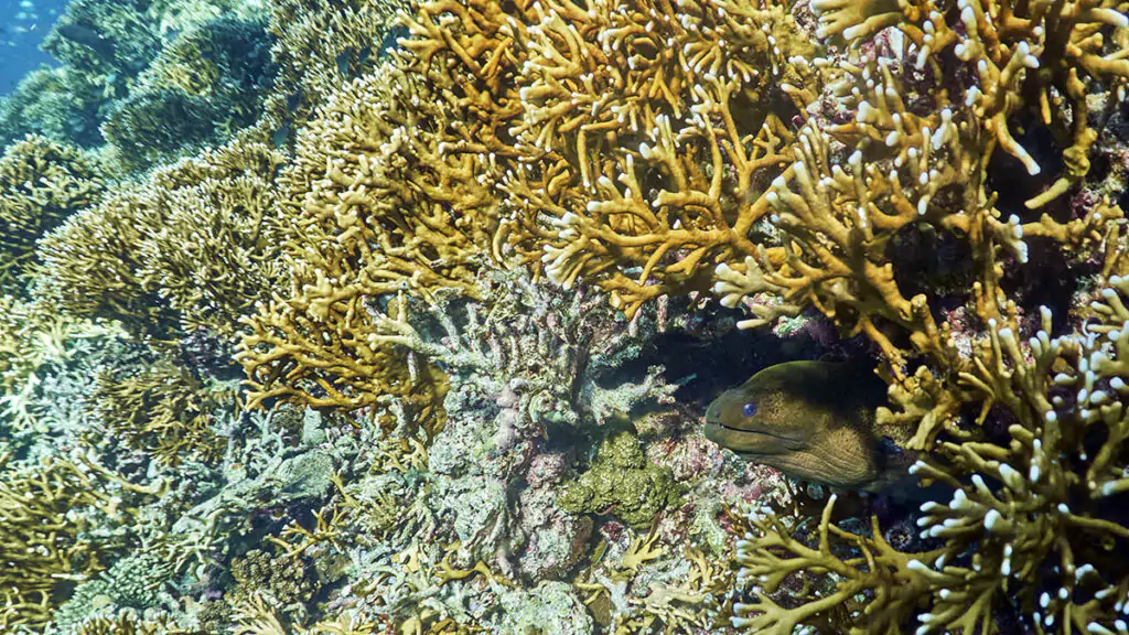 Diving in Moyo Island