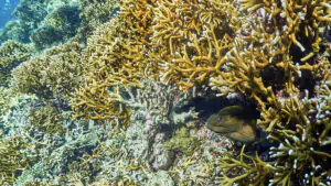 Diving in Moyo Island