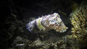 Diving in Moyo Island