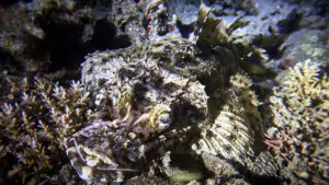 Diving in Moyo Island