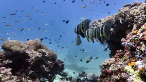Diving in Moyo Island