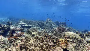 Diving in Moyo Island