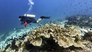 Diving in Moyo Island