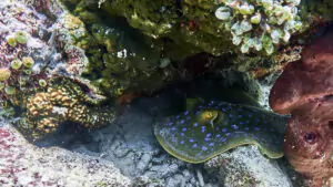 Diving in Moyo Island