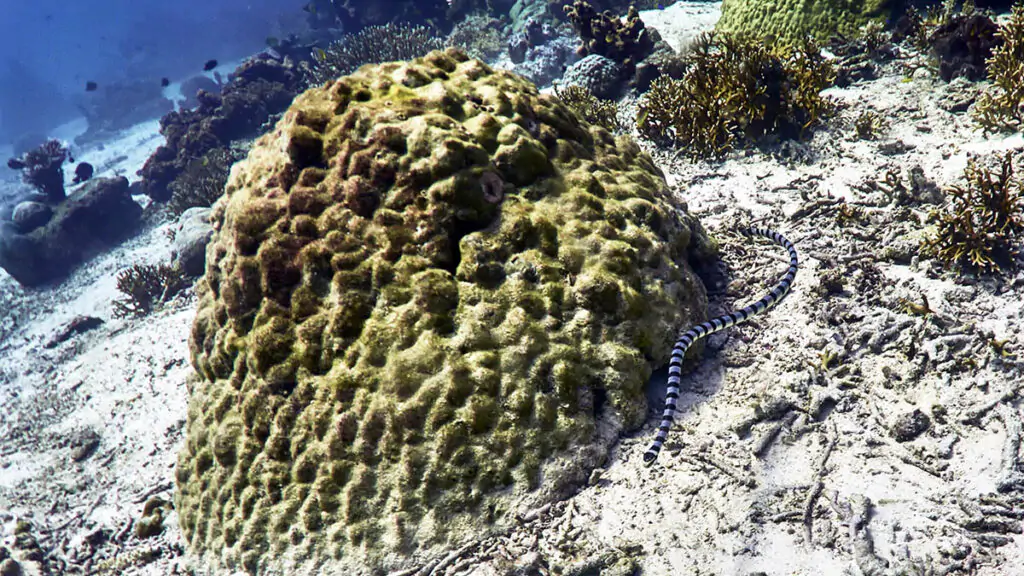 Diving in Moyo Island