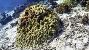 Diving in Moyo Island