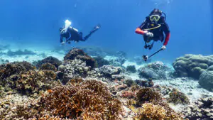 Diving in Moyo Island