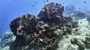 Diving in Moyo Island