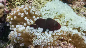 Diving in Moyo Island