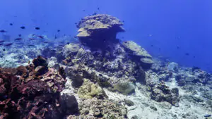 Diving in Moyo Island