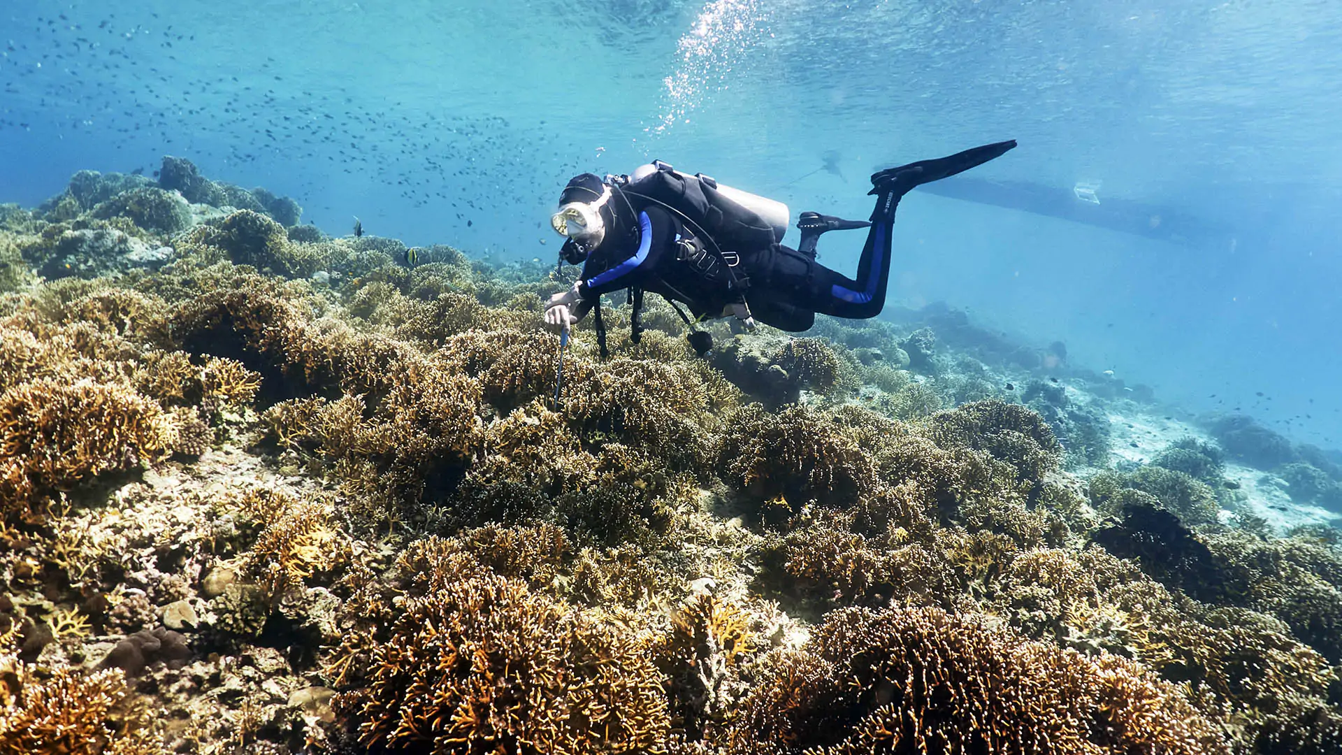 Diving in Moyo Island