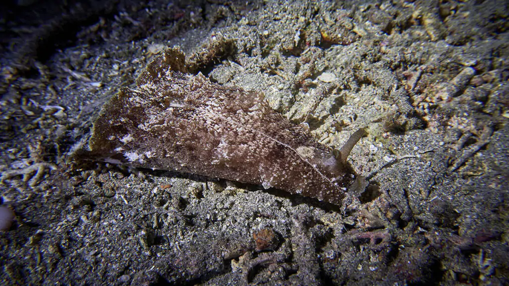 Sea Hare